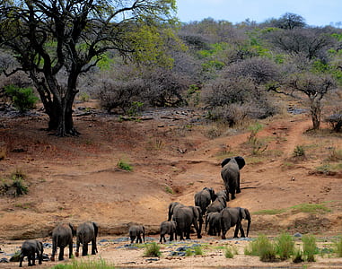 Elephants on Brown Mountain thumbnail
