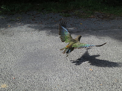 green kea parrot thumbnail