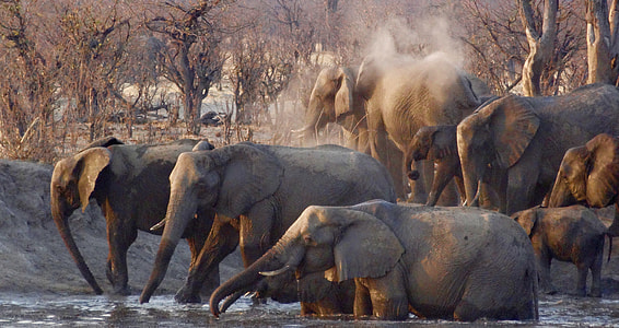 herd of elephants walking on grey body of water near trees during daytime thumbnail
