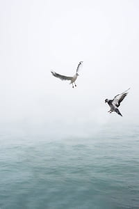 Pigeon and Seagull Flying Above Body of Water thumbnail
