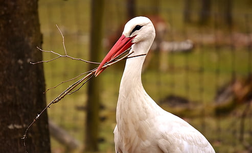 selective focus photo of white duck with branches on it's beak thumbnail