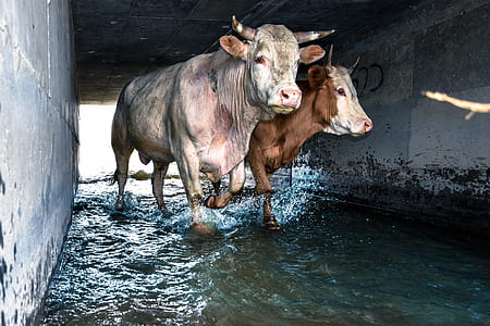 two white and white-and-brown bulls on body of water thumbnail