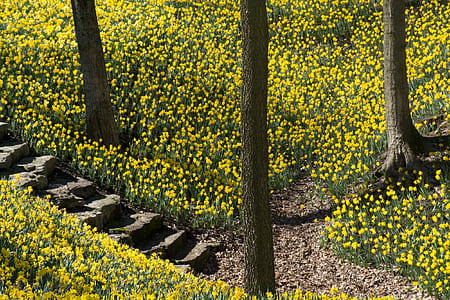 yellow petaled flower field with trees close up photography thumbnail
