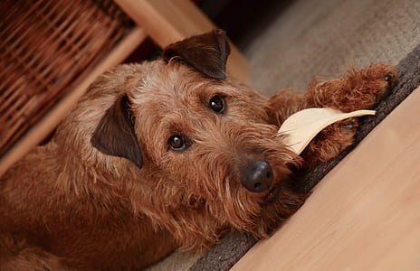 adult wire-haired tan terrier thumbnail