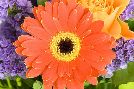 orange Gerbera flower thumbnail