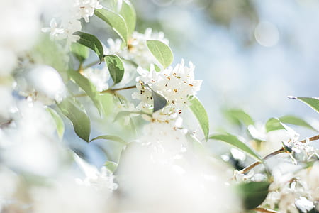 white flowers thumbnail