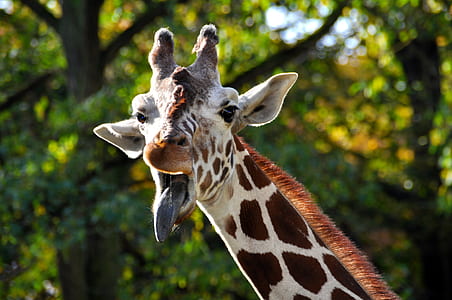giraffe thumbnail