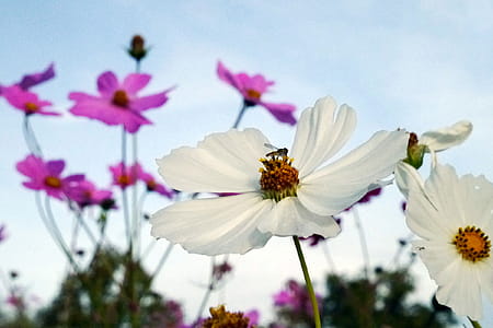 White cosmos flowers grows in a field. thumbnail