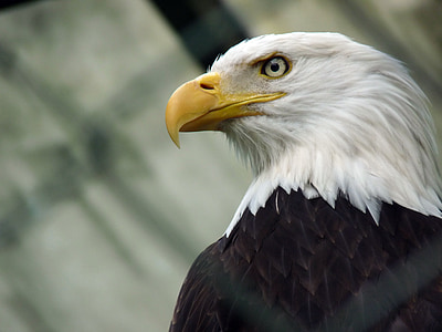 closeup photography of bald eagle thumbnail