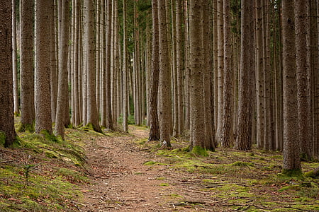 photo of tress with pathway thumbnail