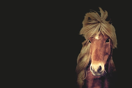 brown horse with yellow braided hair thumbnail