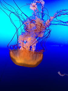 orange and blue jellyfish thumbnail