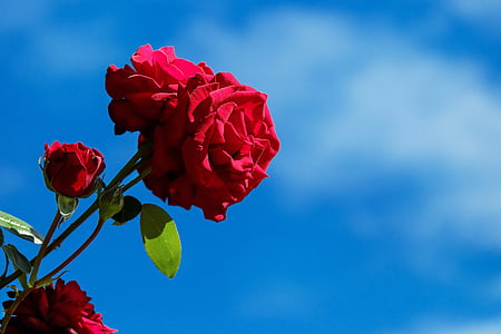 red rose flower selective focus photography thumbnail