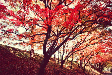 Red Trees thumbnail