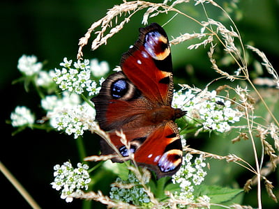 Aglais io butterfly perching on white petaled flowers thumbnail