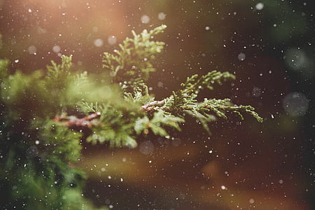 winter, dust, plant, blur thumbnail