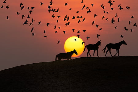 three horse under flock of birds during golden hour thumbnail