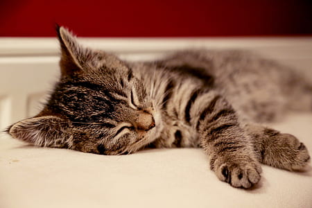 sleeping brown tabby cat thumbnail