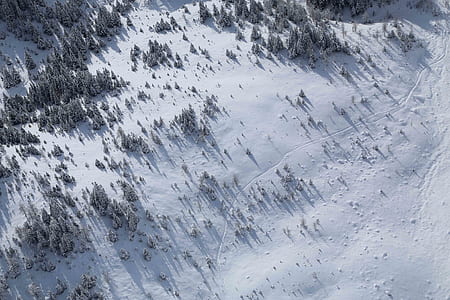 aerial photography of forest covered with snow at daytime thumbnail