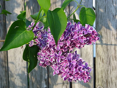 purple petals flower thumbnail