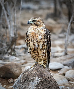 brown falcon standing on rock thumbnail