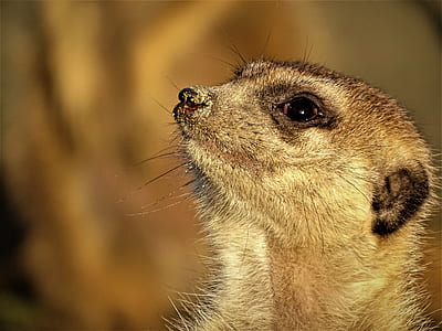 Brown Ferret Close Photography thumbnail