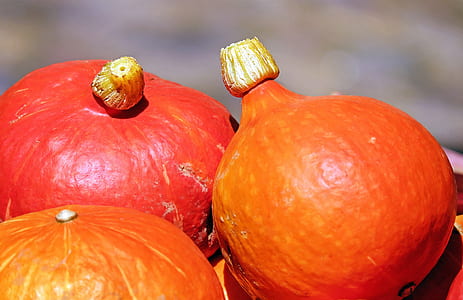 orange pumpkins in close-up photo thumbnail