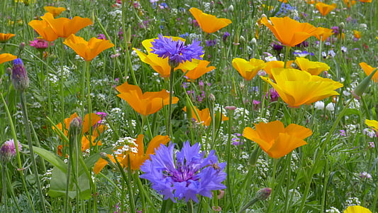 field of yellow and purple petaled flowers thumbnail