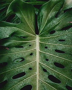 close-up photo of green leaf thumbnail
