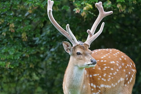 brown reindeer near green trees thumbnail