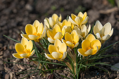 selective focus photo of yellow petaled flowers thumbnail