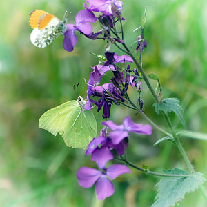 Butterflies, Gonepteryx Rhamni thumbnail