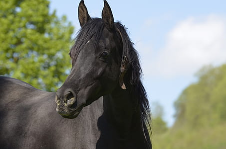 selective focus photography of black horse thumbnail