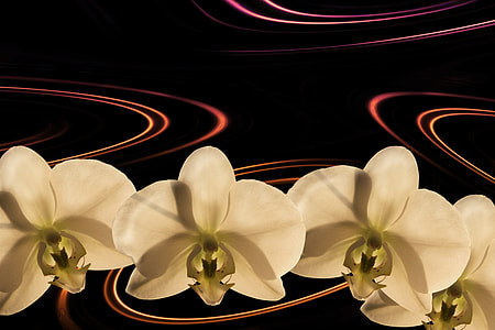 four white orchid flowers thumbnail