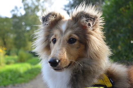 brown and white collie puppy thumbnail