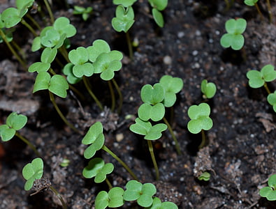 4-leaf clovers thumbnail