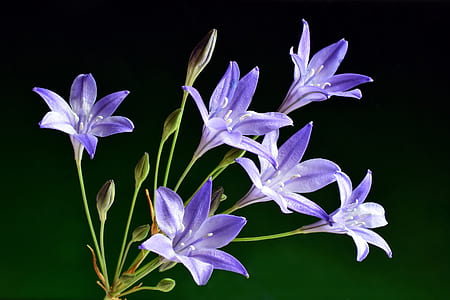 closeup photo of purple petaled flowers thumbnail