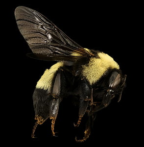 honey bee thumbnail