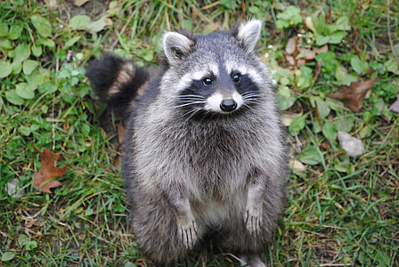 grey and black Racoon on green grass during daytime thumbnail