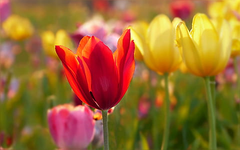 shallow focus photography of red and yellow flowers thumbnail