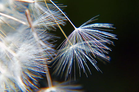 macro shot of white dandelions thumbnail