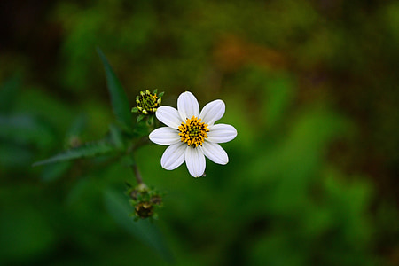 white petaled flower thumbnail