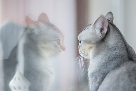 short-fur gray cat facing in the mirror thumbnail