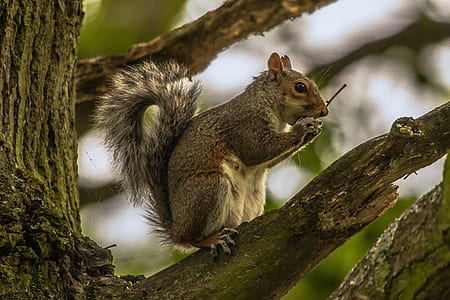 squirrel on top of tree branch during daytime thumbnail