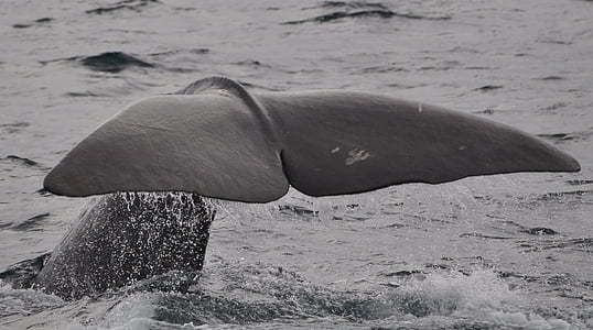 gray whale in body of water thumbnail