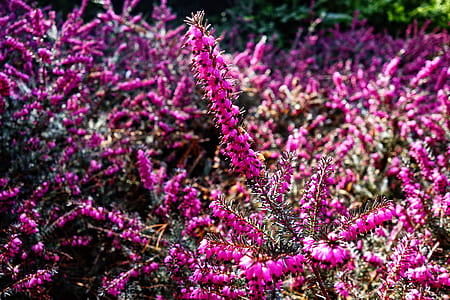 bed of purple petaled flowers thumbnail