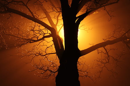 silhouette of bare tree thumbnail