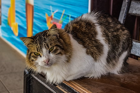 medium-coated cat thumbnail
