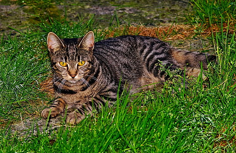 tabby cat lying on grass during daytime thumbnail