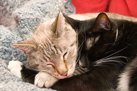 two black and gray cats lying on gray fur textile thumbnail